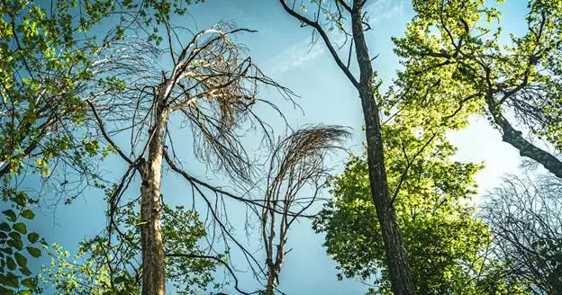 are tree service companies profitable