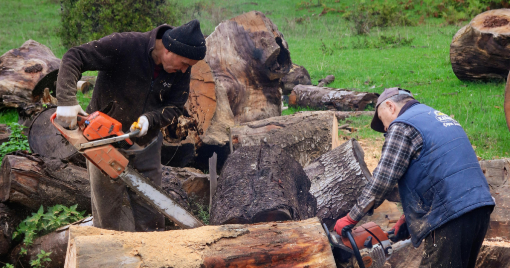 Should You Tip a Tree Removal Service? Tips for Homeowners